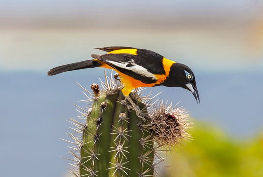 Een trupial, de nationale vogel van Bonaire, op een cactus